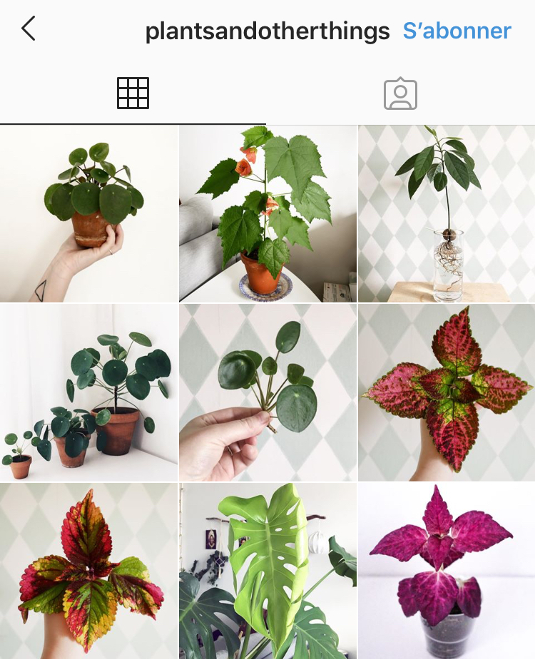 Compte Instagram plantsandotherthings